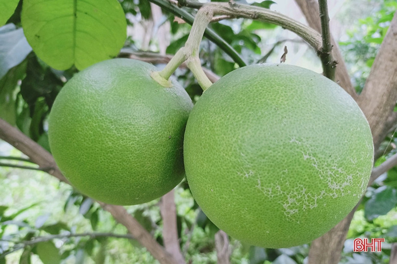 Người dân Hà Tĩnh “khoác áo” cho bưởi đặc sản phòng trừ sâu bệnh