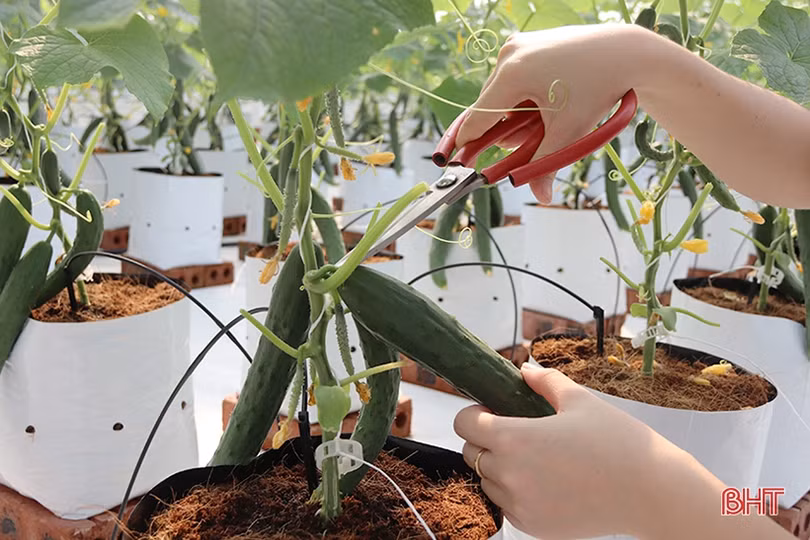 Dưa chuột Nhật Bản trồng nhà lưới, chất lượng cao, năng suất vượt trội