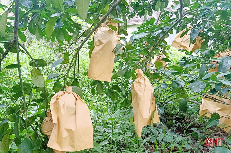 Người dân Hà Tĩnh “khoác áo” cho bưởi đặc sản phòng trừ sâu bệnh