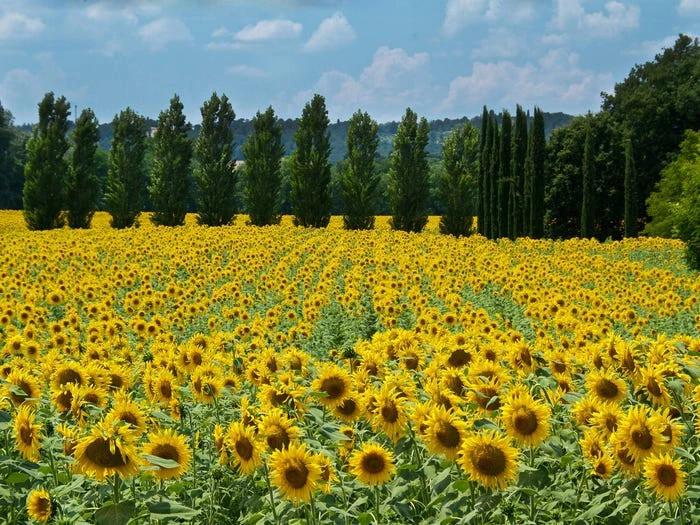 Chiêm ngưỡng vẻ lộng lẫy của những cánh đồng hoa đẹp nhất thế giới