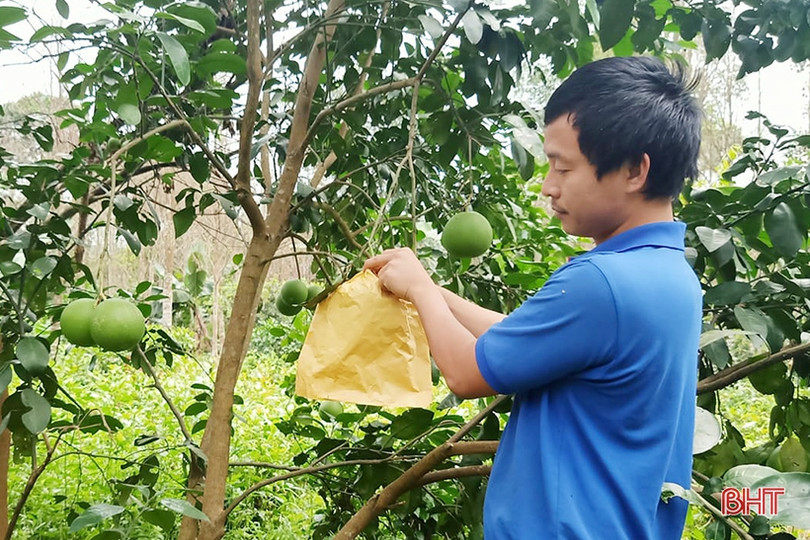 Người dân Hà Tĩnh “khoác áo” cho bưởi đặc sản phòng trừ sâu bệnh