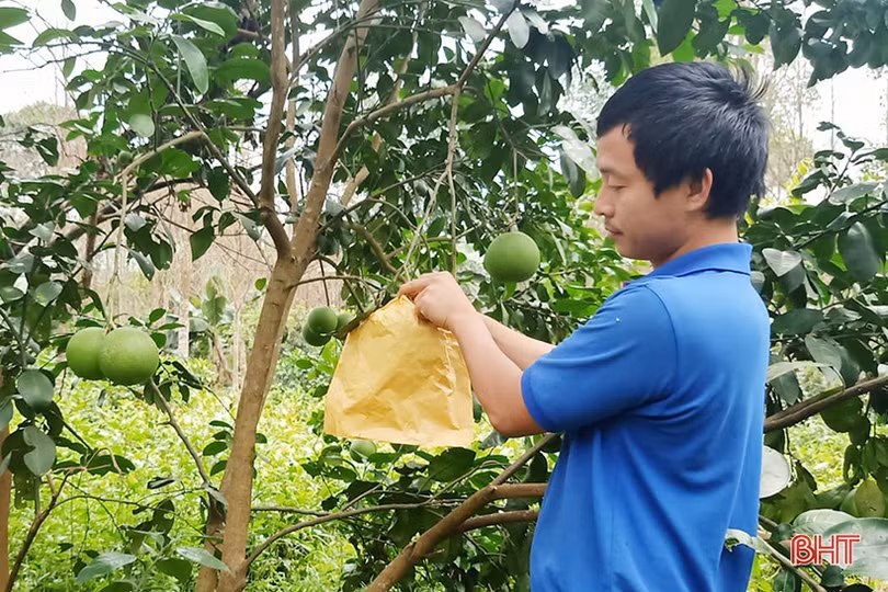 Người dân Hà Tĩnh “khoác áo” cho bưởi đặc sản phòng trừ sâu bệnh