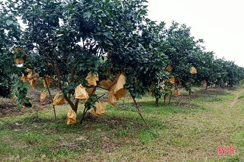 Người dân Hà Tĩnh “khoác áo” cho bưởi đặc sản phòng trừ sâu bệnh