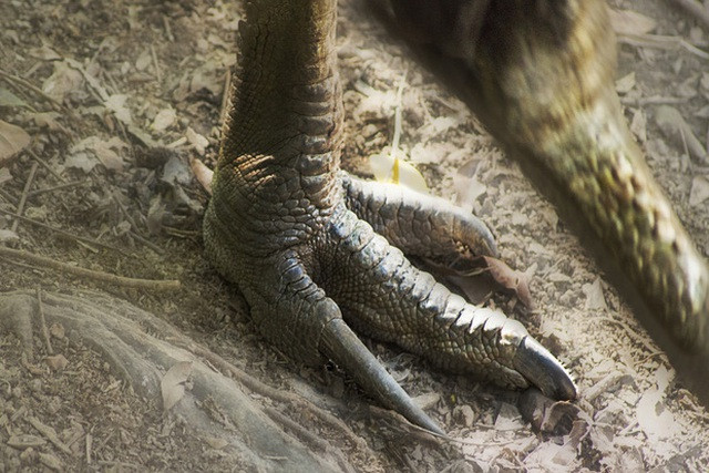 Loài chim như “đô vật” nguy hiểm nhất thế giới