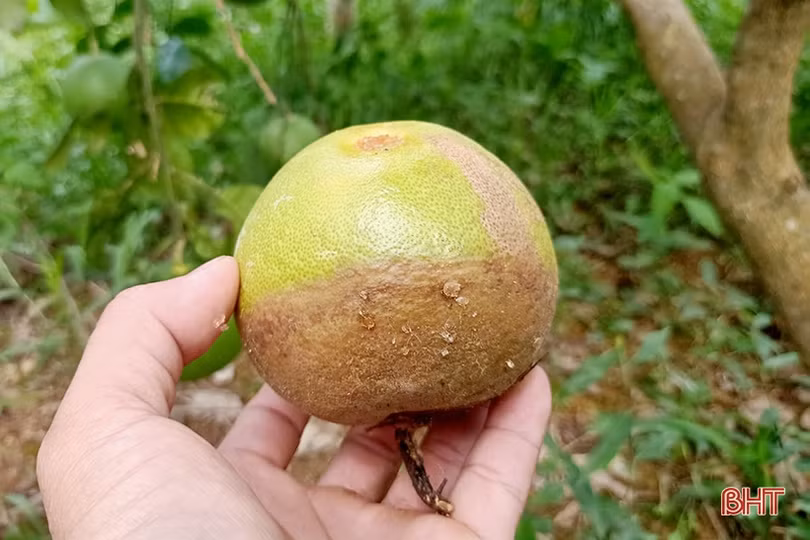 Người dân Hà Tĩnh “khoác áo” cho bưởi đặc sản phòng trừ sâu bệnh