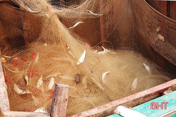 Trúng cá trích, ngư dân Thạch Hà “sống ổn” giữa mùa dịch