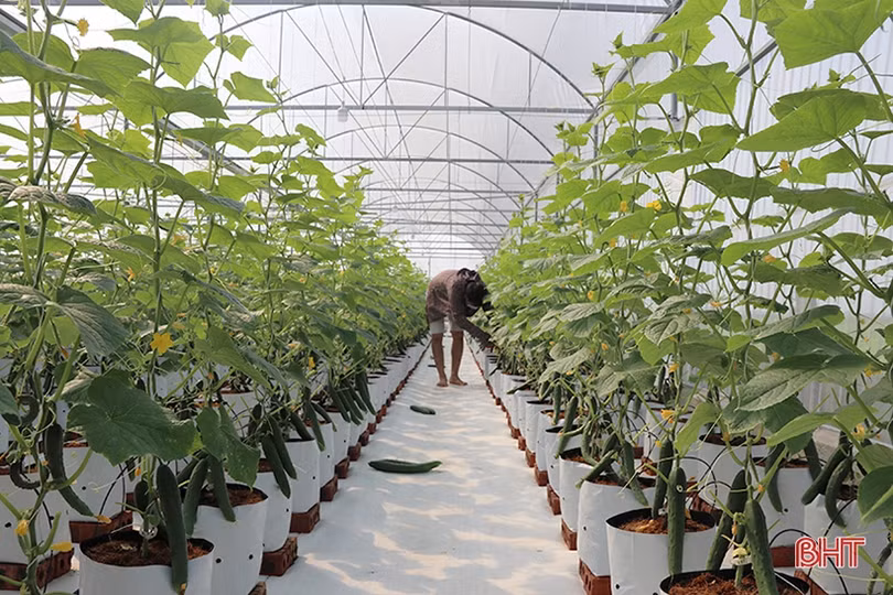 Dưa chuột Nhật Bản trồng nhà lưới, chất lượng cao, năng suất vượt trội