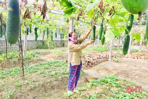 2.000 hecta rau màu của nông dân Cẩm Xuyên phát triển tốt giữa mùa dịch