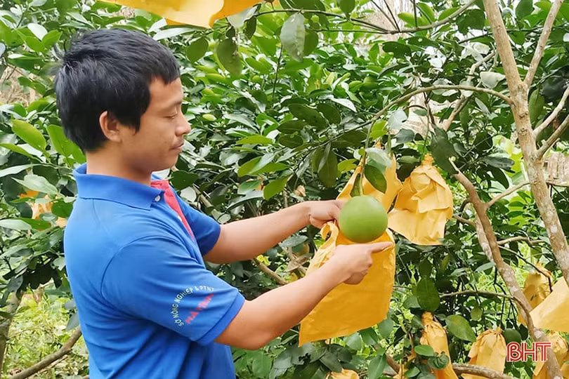 Người dân Hà Tĩnh “khoác áo” cho bưởi đặc sản phòng trừ sâu bệnh
