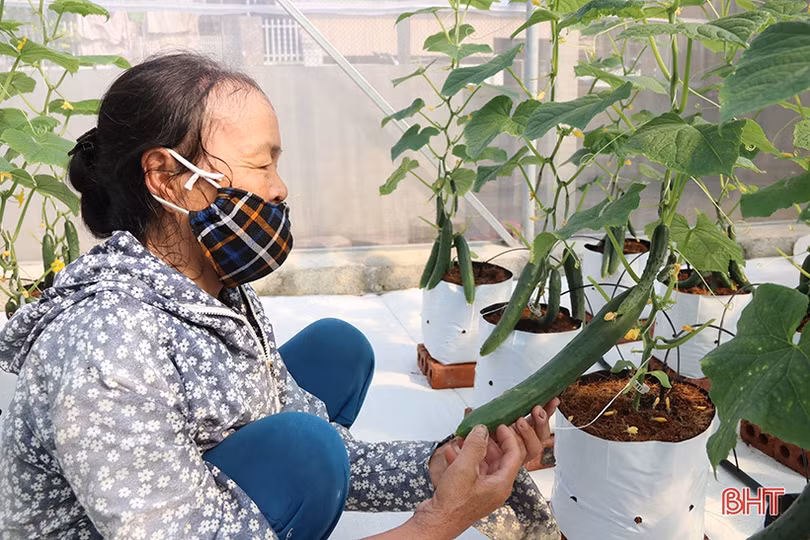 Dưa chuột Nhật Bản trồng nhà lưới, chất lượng cao, năng suất vượt trội