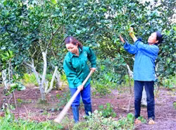 Vườn trại của gia đình chị Phan Thị Hiền (xóm Anh Hùng, xã Thượng Lộc) sum suê cây trái. Vườn trại của gia đình chị Phan Thị Hiền (xóm Anh Hùng, xã Thượng Lộc) sum suê cây trái.