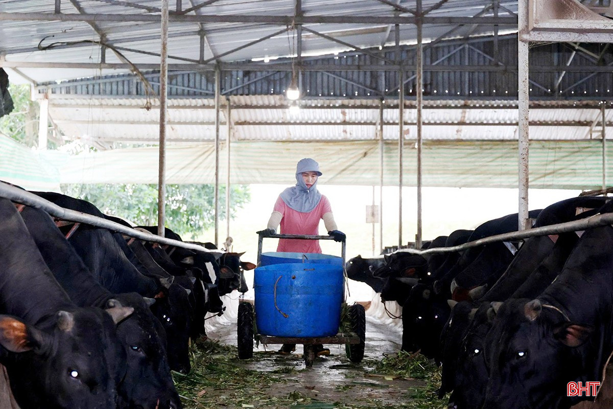 Người dân Hà Tĩnh tập trung chăm sóc đàn gia súc thời điểm cận kề tết Nguyên đán.