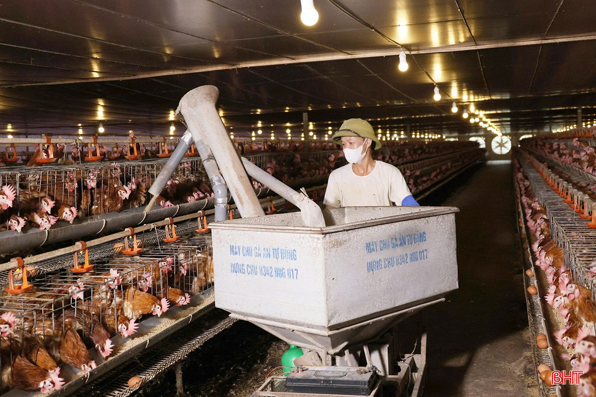 Người chăn nuôi Hà Tĩnh kỳ vọng thị trường Tết sẽ có nhiều khởi sắc.