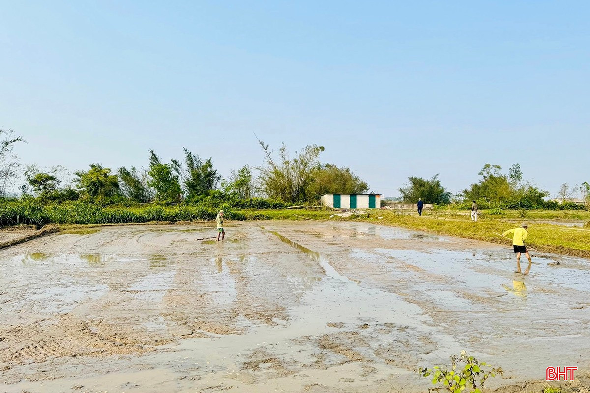 Ông Nguyễn Văn Nam (thôn 3, xã Cẩm Trung) chia sẻ: "Nhờ sự quan tâm kịp thời, các dòng giống mới năng suất cao đã đến tận tay bà con với mức hỗ trợ 50% giá thành. Điều này không chỉ giảm bớt gánh nặng chi phí đầu tư mà còn tiếp thêm động lực để chúng tôi yên tâm bám ruộng sản xuất. Với thời tiết ủng hộ và sự hỗ trợ sát sao này, chúng tôi tin tưởng vào một vụ mùa bội thu về cả năng suất lẫn chất lượng".