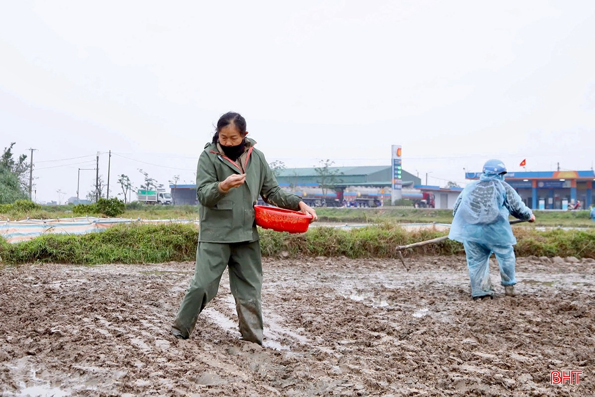 Theo ông Lê Đình Khánh - Phó trưởng Phòng Kinh tế, UBND xã Đồng Tiến, để đạt mục tiêu đề ra, chúng tôi đã chỉ đạo quyết liệt việc tuân thủ nghiêm ngặt lịch thời vụ và cơ cấu giống theo khuyến cáo của ngành chuyên môn. Việc tập trung gieo cấy tập trung, đồng loạt không chỉ giúp quản lý tốt nguồn nước mà còn tạo điều kiện thuận lợi trong việc theo dõi, phòng trừ dịch bệnh, góp phần nâng cao năng suất.