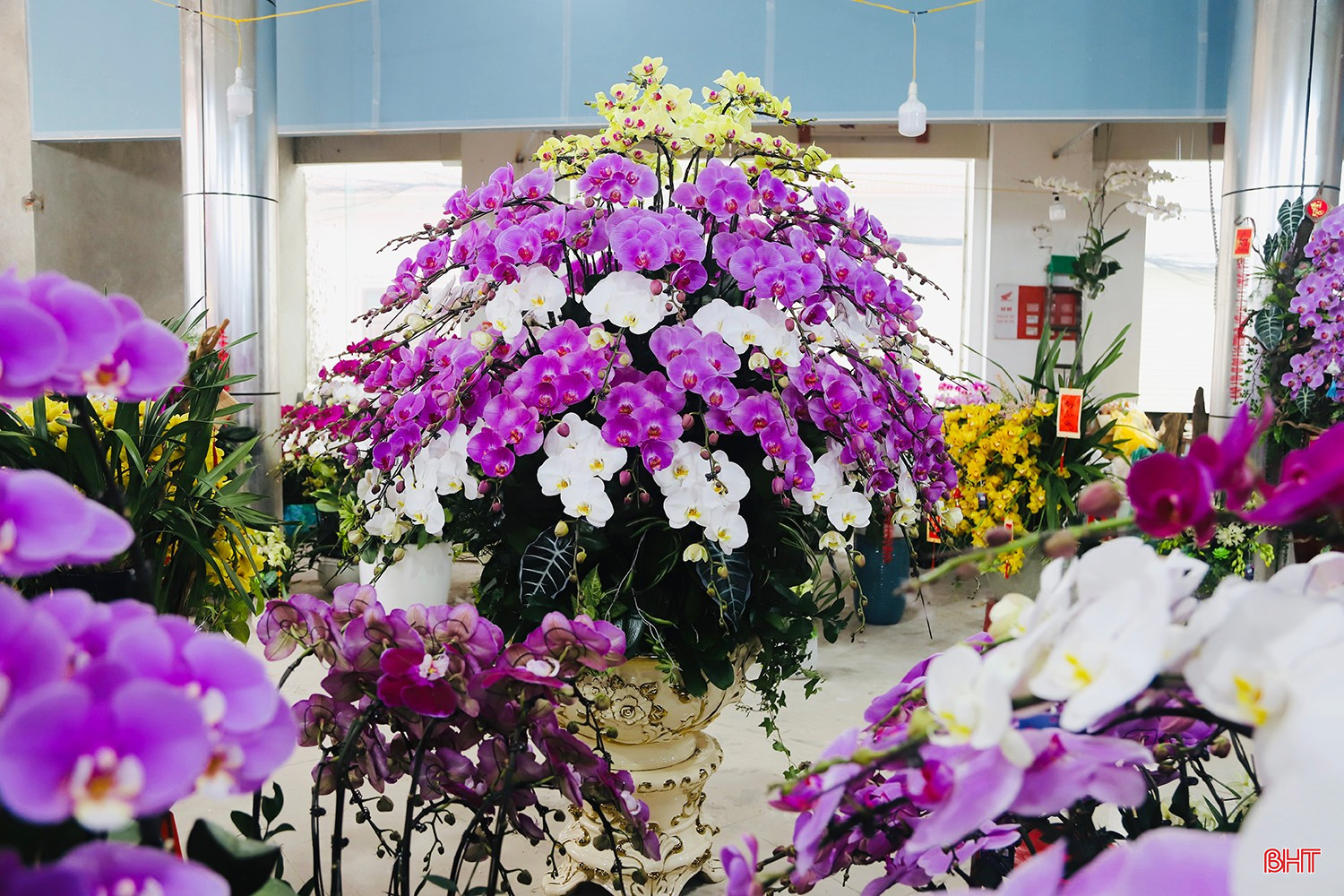 Những chậu hoa lan khoe sắc không chỉ làm đẹp thêm không gian sống mà còn tô điểm cho niềm tin, niềm kỳ vọng của người dân Hà Tĩnh về một năm Bính Ngọ 2026 rực rỡ và tràn đầy sức sống.