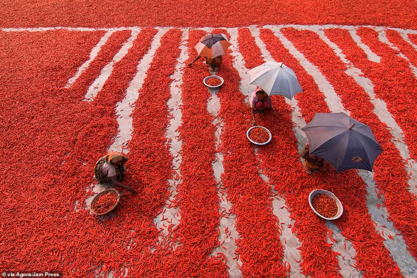 Tay máy Việt Nam đoạt giải cao nhất cuộc thi ảnh quốc tế AGORA Images Beauty 2019