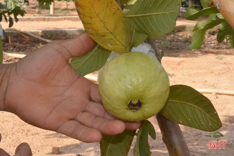 Chủ vườn mẫu Hà Tĩnh chia sẻ kinh nghiệm giữ màu xanh cây trồng khi nắng hạn