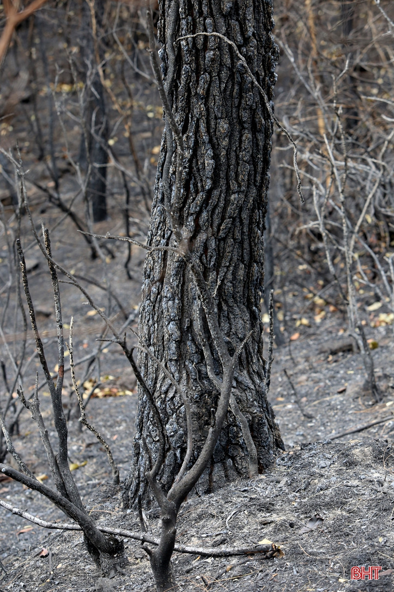 Rừng ở Nghi Xuân hoang tàn sau 3 ngày chìm trong lửa