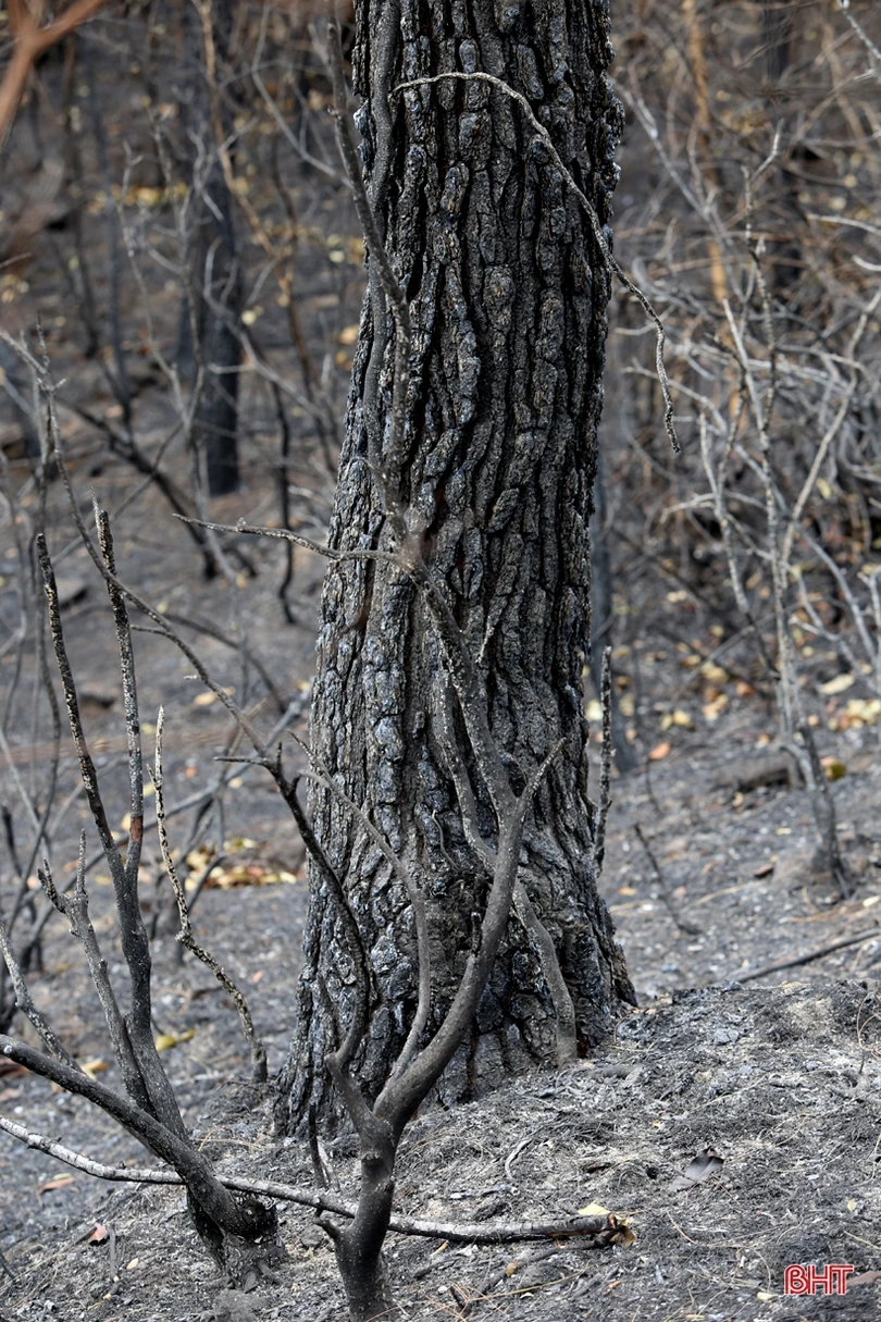 Rừng ở Nghi Xuân hoang tàn sau 3 ngày chìm trong lửa