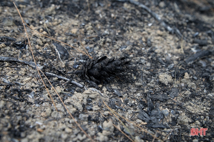 Rừng ở Nghi Xuân hoang tàn sau 3 ngày chìm trong lửa