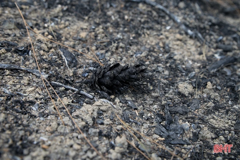 Rừng ở Nghi Xuân hoang tàn sau 3 ngày chìm trong lửa