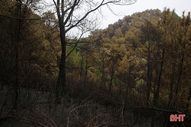 Rừng ở Nghi Xuân hoang tàn sau 3 ngày chìm trong lửa