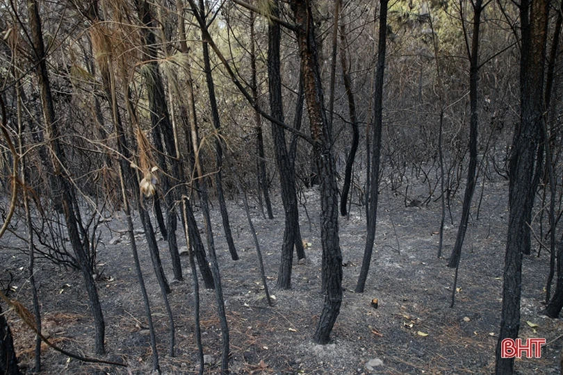 Rừng ở Nghi Xuân hoang tàn sau 3 ngày chìm trong lửa