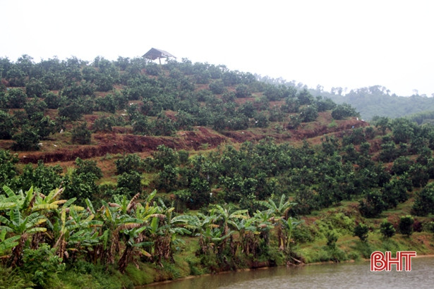 Hà Tĩnh mưa diện rộng: Những cánh rừng dịu mát, giải khát cả ruộng đồng!