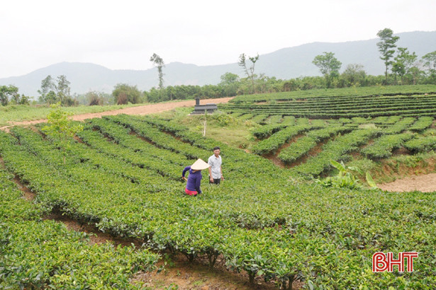 Ngân hàng Chính sách Hà Tĩnh: Tiền gửi tiết kiệm dân cư đạt gần 195 tỷ đồng
