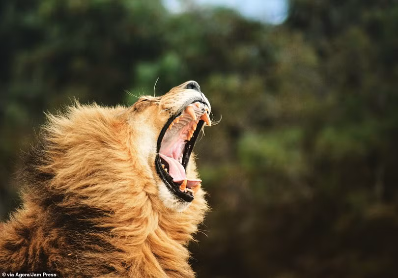 Tay máy Việt Nam đoạt giải cao nhất cuộc thi ảnh quốc tế AGORA Images Beauty 2019