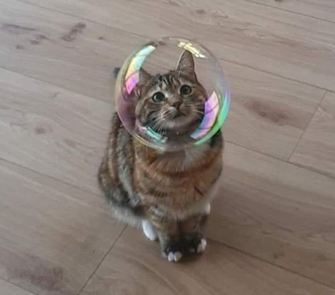 Hoa mắt chóng mặt với khoảnh khắc tình cờ “chộp“ được