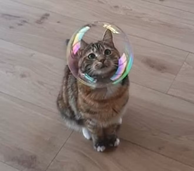 Hoa mắt chóng mặt với khoảnh khắc tình cờ “chộp“ được