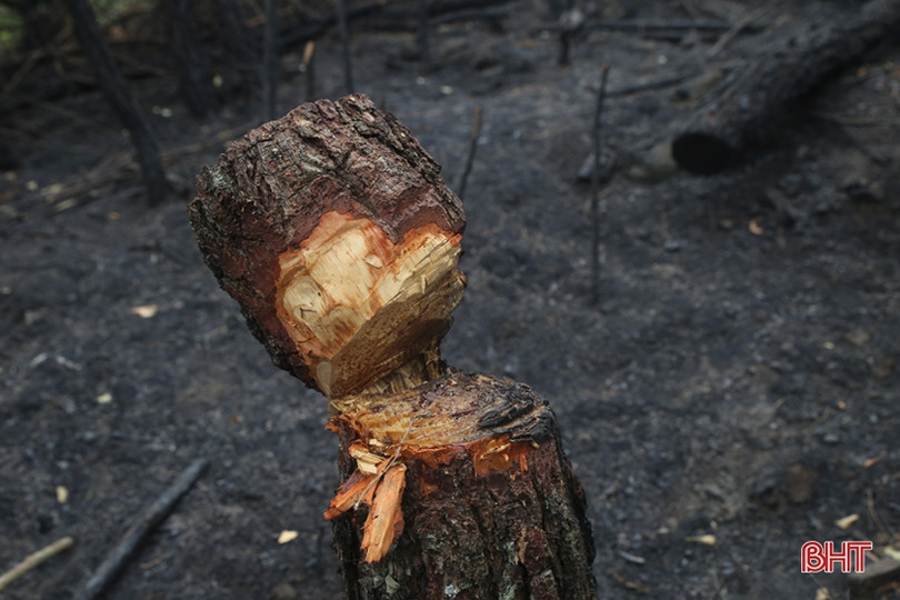 Rừng ở Nghi Xuân hoang tàn sau 3 ngày chìm trong lửa