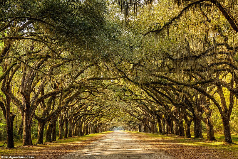 Tay máy Việt Nam đoạt giải cao nhất cuộc thi ảnh quốc tế AGORA Images Beauty 2019