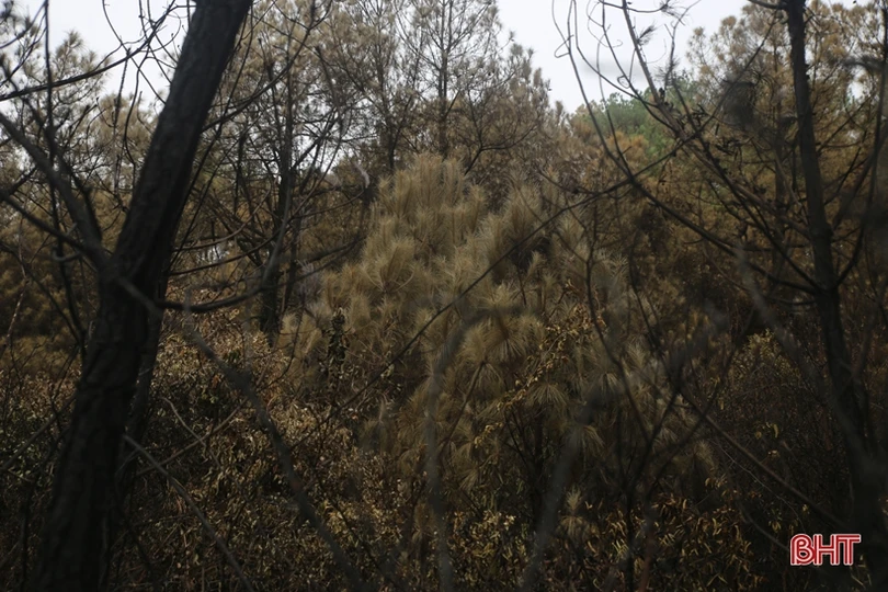 Rừng ở Nghi Xuân hoang tàn sau 3 ngày chìm trong lửa