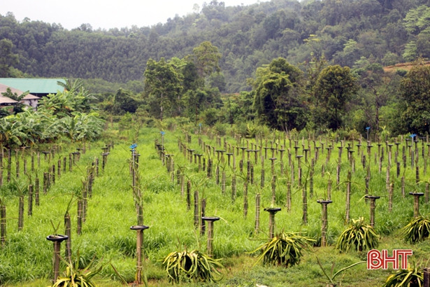 Hà Tĩnh mưa diện rộng: Những cánh rừng dịu mát, giải khát cả ruộng đồng!