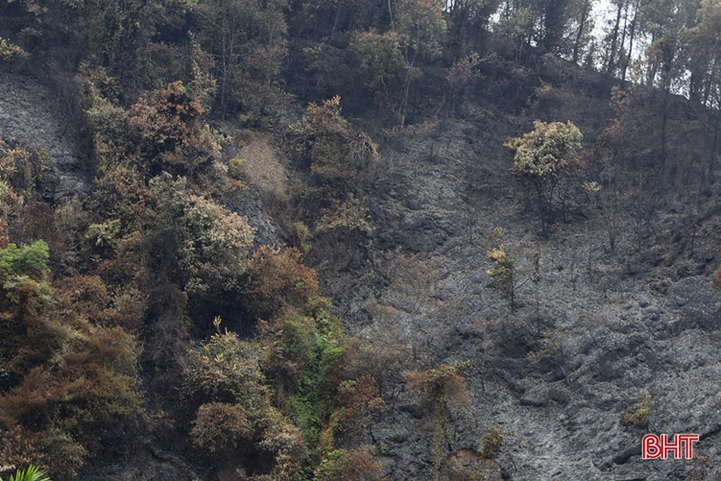 Rừng ở Nghi Xuân hoang tàn sau 3 ngày chìm trong lửa