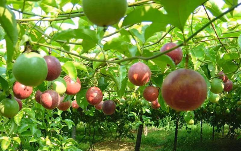 Chanh leo và những tác dụng bất ngờ đối với sức khỏe