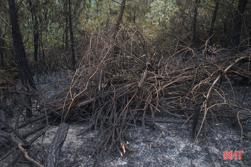 Rừng ở Nghi Xuân hoang tàn sau 3 ngày chìm trong lửa