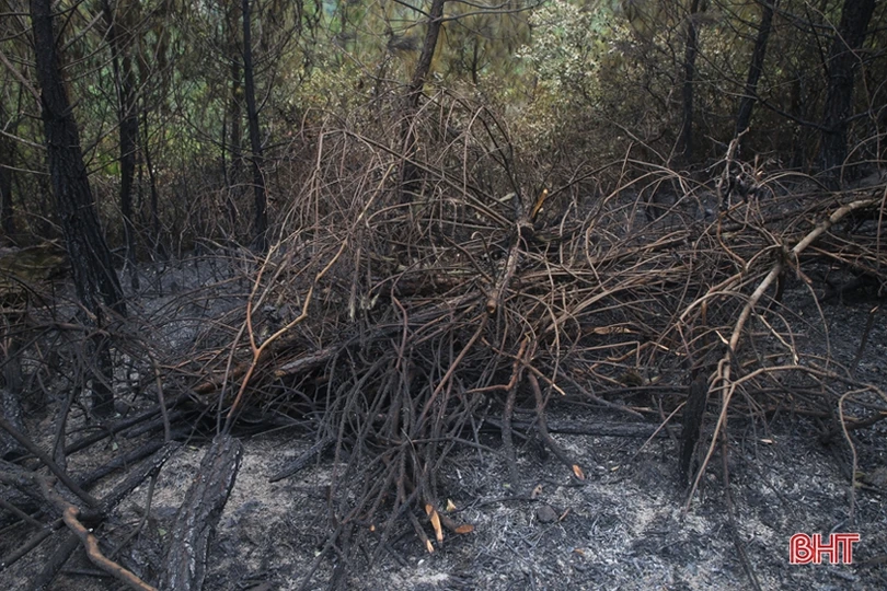 Rừng ở Nghi Xuân hoang tàn sau 3 ngày chìm trong lửa