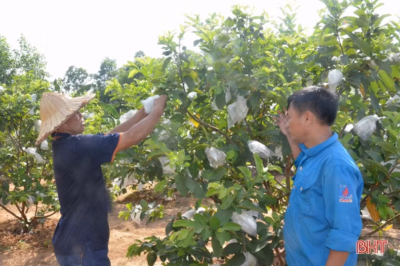 Chủ vườn mẫu Hà Tĩnh chia sẻ kinh nghiệm giữ màu xanh cây trồng khi nắng hạn