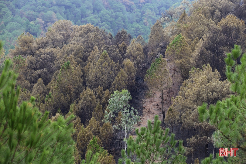 Rừng ở Nghi Xuân hoang tàn sau 3 ngày chìm trong lửa