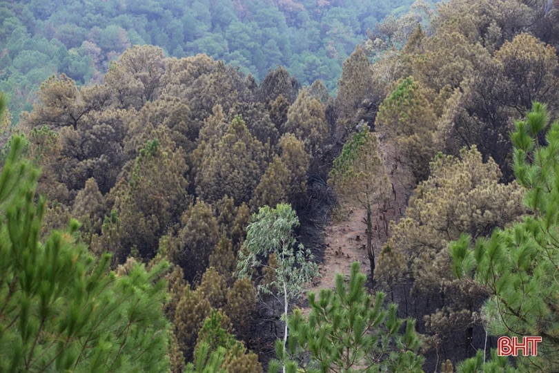 Rừng ở Nghi Xuân hoang tàn sau 3 ngày chìm trong lửa