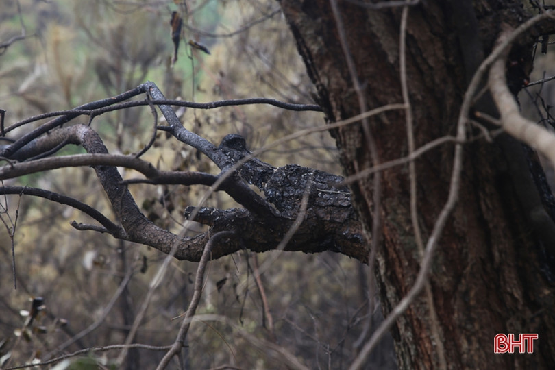 Rừng ở Nghi Xuân hoang tàn sau 3 ngày chìm trong lửa