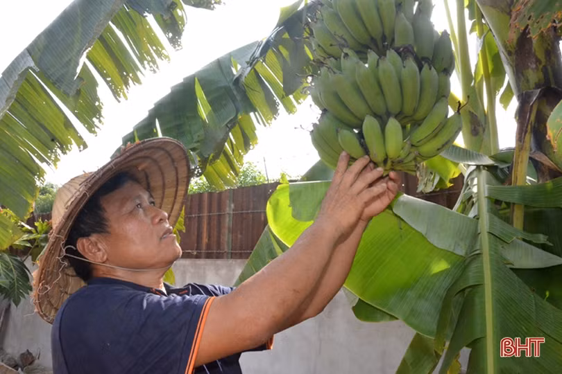 Chủ vườn mẫu Hà Tĩnh chia sẻ kinh nghiệm giữ màu xanh cây trồng khi nắng hạn