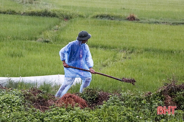 Hà Tĩnh mưa diện rộng: Những cánh rừng dịu mát, giải khát cả ruộng đồng!