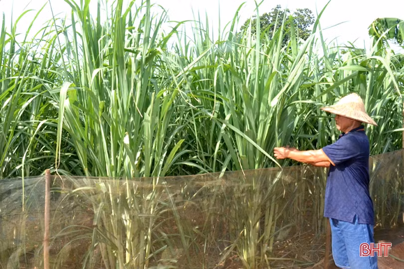 Chủ vườn mẫu Hà Tĩnh chia sẻ kinh nghiệm giữ màu xanh cây trồng khi nắng hạn