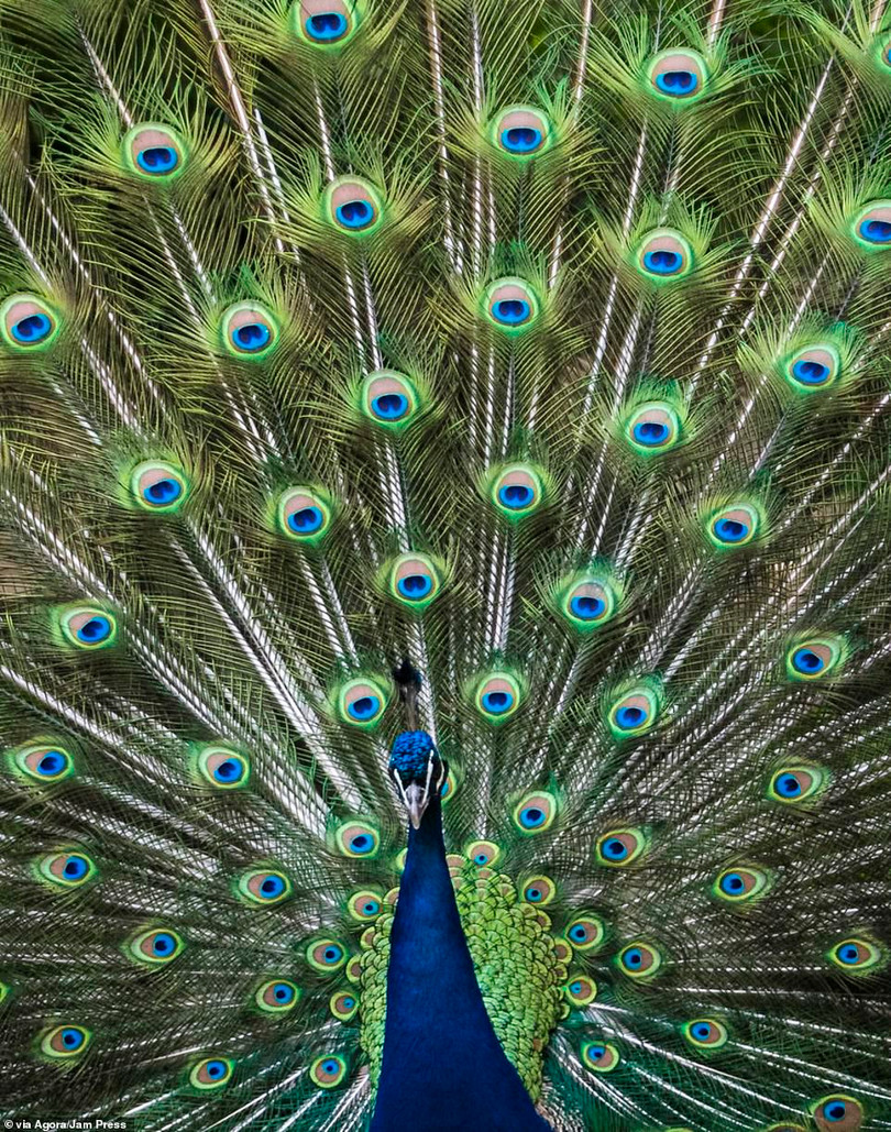 Tay máy Việt Nam đoạt giải cao nhất cuộc thi ảnh quốc tế AGORA Images Beauty 2019