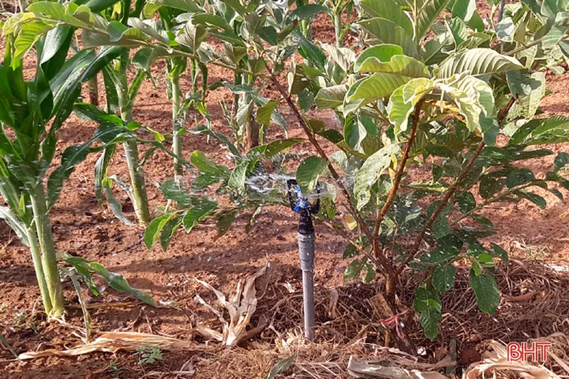 Chủ vườn mẫu Hà Tĩnh chia sẻ kinh nghiệm giữ màu xanh cây trồng khi nắng hạn